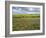 Isle of Lewis, Machair with Red Clover (Trifolium Pratense). Scotland-Martin Zwick-Framed Photographic Print