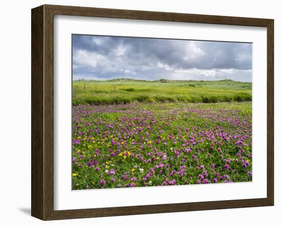 Isle of Lewis, Machair with Red Clover (Trifolium Pratense). Scotland-Martin Zwick-Framed Photographic Print