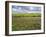 Isle of Lewis, Machair with Red Clover (Trifolium Pratense). Scotland-Martin Zwick-Framed Photographic Print