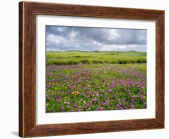 Isle of Lewis, Machair with Red Clover (Trifolium Pratense). Scotland-Martin Zwick-Framed Photographic Print