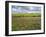 Isle of Lewis, Machair with Red Clover (Trifolium Pratense). Scotland-Martin Zwick-Framed Photographic Print