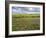 Isle of Lewis, Machair with Red Clover (Trifolium Pratense). Scotland-Martin Zwick-Framed Photographic Print