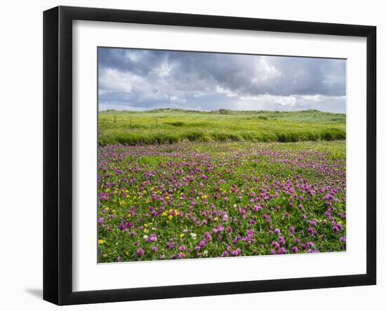 Isle of Lewis, Machair with Red Clover (Trifolium Pratense). Scotland-Martin Zwick-Framed Photographic Print