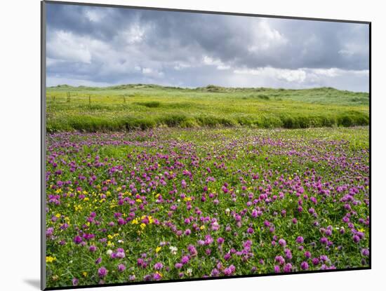 Isle of Lewis, Machair with Red Clover (Trifolium Pratense). Scotland-Martin Zwick-Mounted Photographic Print