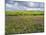 Isle of Lewis, Machair with Red Clover (Trifolium Pratense). Scotland-Martin Zwick-Mounted Photographic Print