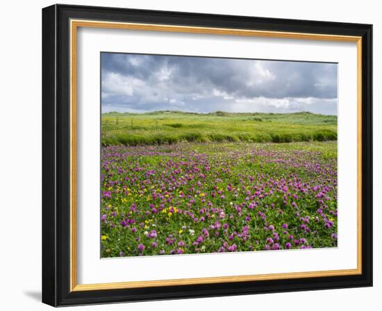 Isle of Lewis, Machair with Red Clover (Trifolium Pratense). Scotland-Martin Zwick-Framed Photographic Print