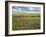 Isle of Lewis, Machair with Red Clover (Trifolium Pratense). Scotland-Martin Zwick-Framed Photographic Print