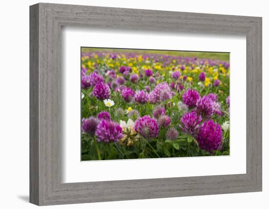 Isle of Lewis, Machair with Red Clover (Trifolium Pratense). Scotland-Martin Zwick-Framed Photographic Print