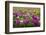 Isle of Lewis, Machair with Red Clover (Trifolium Pratense). Scotland-Martin Zwick-Framed Photographic Print