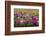 Isle of Lewis, Machair with Red Clover (Trifolium Pratense). Scotland-Martin Zwick-Framed Photographic Print