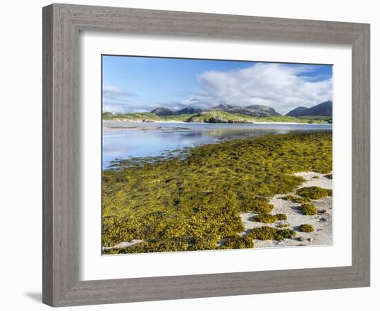 Isle of Lewis, the Uig Bay (Traigh Uuige) with Bladder Wrack. Scotland-Martin Zwick-Framed Photographic Print