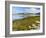 Isle of Lewis, the Uig Bay (Traigh Uuige) with Bladder Wrack. Scotland-Martin Zwick-Framed Photographic Print