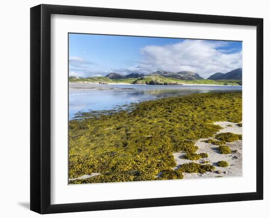 Isle of Lewis, the Uig Bay (Traigh Uuige) with Bladder Wrack. Scotland-Martin Zwick-Framed Photographic Print