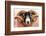 Isle of Mull sheep, Scotland, United Kingdom, Europe-Karen Deakin-Framed Photographic Print