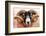 Isle of Mull sheep, Scotland, United Kingdom, Europe-Karen Deakin-Framed Photographic Print