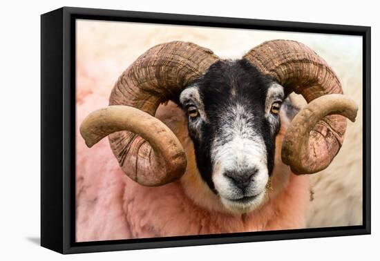 Isle of Mull sheep, Scotland, United Kingdom, Europe-Karen Deakin-Framed Premier Image Canvas