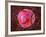 Islets of Langerhans Cells, Artwork-David Mack-Framed Photographic Print