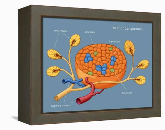 Islets of Langerhans, Diagram-Monica Schroeder-Framed Premier Image Canvas