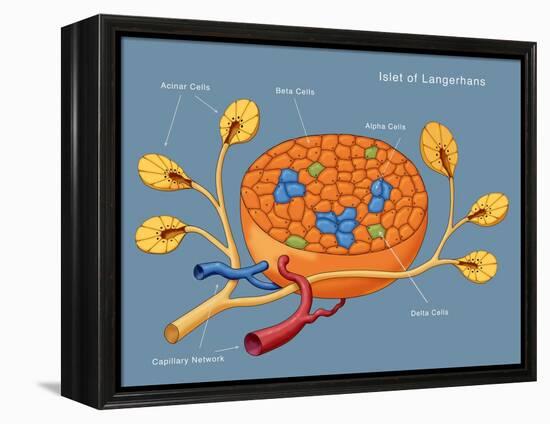 Islets of Langerhans, Diagram-Monica Schroeder-Framed Premier Image Canvas