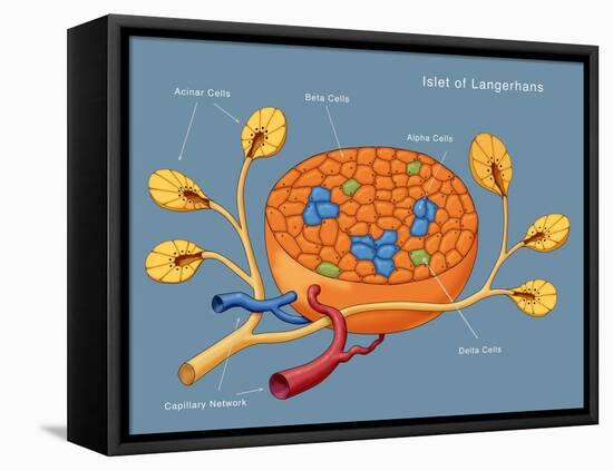 Islets of Langerhans, Diagram-Monica Schroeder-Framed Premier Image Canvas