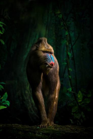 Photographic Print, , large