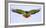 Isolated augur buzzard bird (Buteo augur) presenting wingspan in flight, Ngorongoro Conservation...-Panoramic Images-Framed Photographic Print