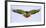 Isolated augur buzzard bird (Buteo augur) presenting wingspan in flight, Ngorongoro Conservation...-Panoramic Images-Framed Photographic Print