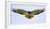 Isolated augur buzzard bird (Buteo augur) presenting wingspan in flight, Ngorongoro Conservation...-Panoramic Images-Framed Photographic Print