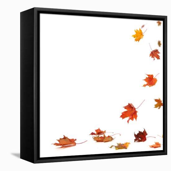 Isolated Autumn Leaves-lilkar-Framed Premier Image Canvas