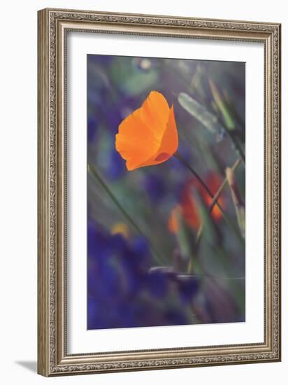 Isolated Poppy-Vincent James-Framed Photographic Print