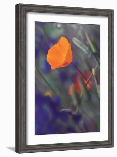 Isolated Poppy-Vincent James-Framed Photographic Print