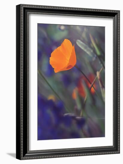 Isolated Poppy-Vincent James-Framed Photographic Print