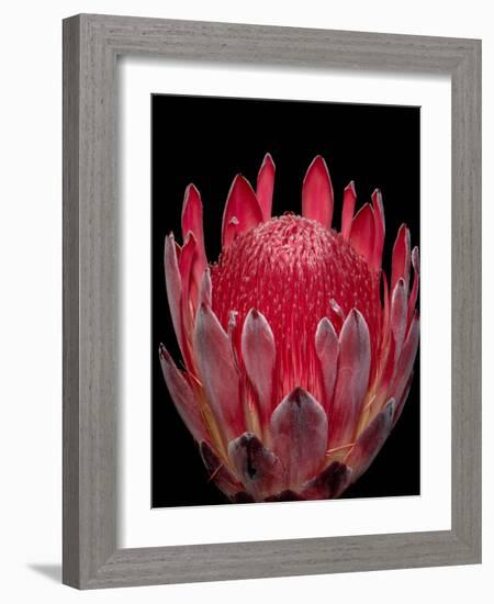 Isolated Red Glowing Protea Blossom on Black Background, Fine Art Still Life Floral Macro Portrait-null-Framed Photographic Print