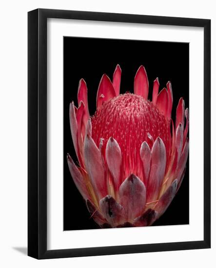 Isolated Red Glowing Protea Blossom on Black Background, Fine Art Still Life Floral Macro Portrait-null-Framed Photographic Print