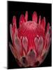 Isolated Red Glowing Protea Blossom on Black Background, Fine Art Still Life Floral Macro Portrait-null-Mounted Photographic Print