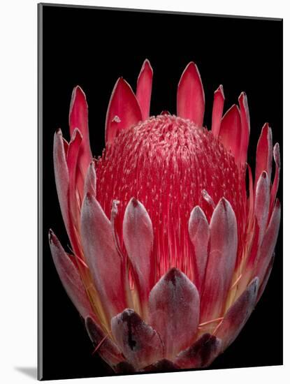 Isolated Red Glowing Protea Blossom on Black Background, Fine Art Still Life Floral Macro Portrait-null-Mounted Photographic Print