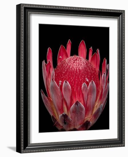 Isolated Red Glowing Protea Blossom on Black Background, Fine Art Still Life Floral Macro Portrait-null-Framed Photographic Print