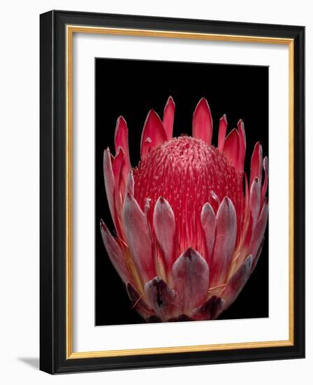 Isolated Red Glowing Protea Blossom on Black Background, Fine Art Still Life Floral Macro Portrait-null-Framed Photographic Print