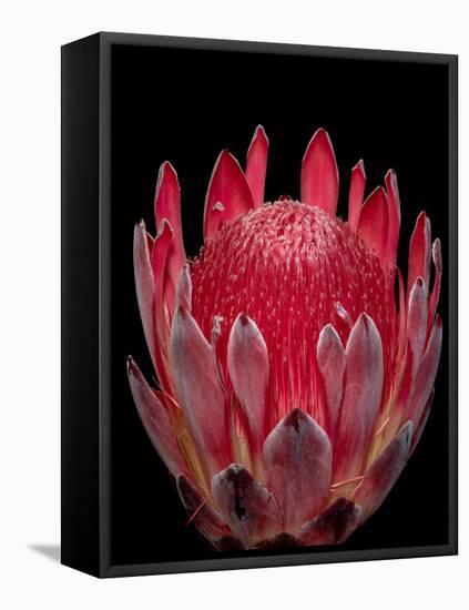 Isolated Red Glowing Protea Blossom on Black Background, Fine Art Still Life Floral Macro Portrait-null-Framed Premier Image Canvas