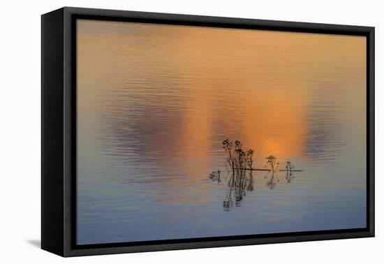 Isolation-Adrian Campfield-Framed Premier Image Canvas