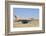 Israeli Air Force F-16 at Nevatim Air Base, Israel-Stocktrek Images-Framed Photographic Print