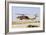 Israeli Air Force Uh-60 Yanshuf Helicopter Taking Off from Hatzerim Airbase, Israel-Stocktrek Images-Framed Photographic Print