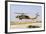 Israeli Air Force Uh-60 Yanshuf Helicopter Taking Off from Hatzerim Airbase, Israel-Stocktrek Images-Framed Photographic Print