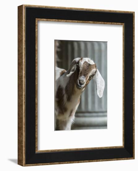 Issaquah, WA. 12 day old mixed breed Nubian and Boer goat kid-Janet Horton-Framed Photographic Print