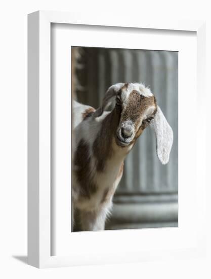 Issaquah, WA. 12 day old mixed breed Nubian and Boer goat kid-Janet Horton-Framed Photographic Print