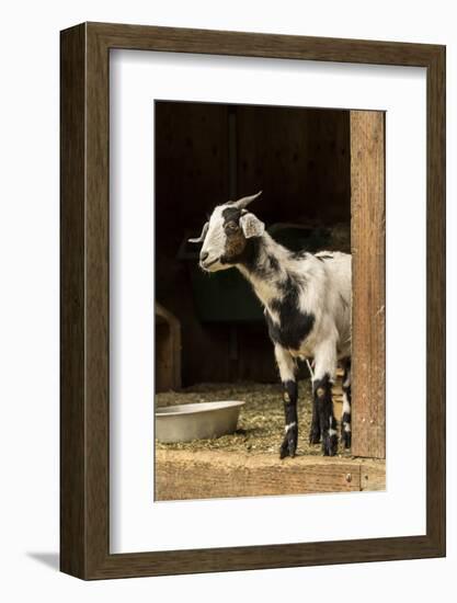 Issaquah, WA. Adult doe mixed breed goat looking out from the barn.-Janet Horton-Framed Photographic Print