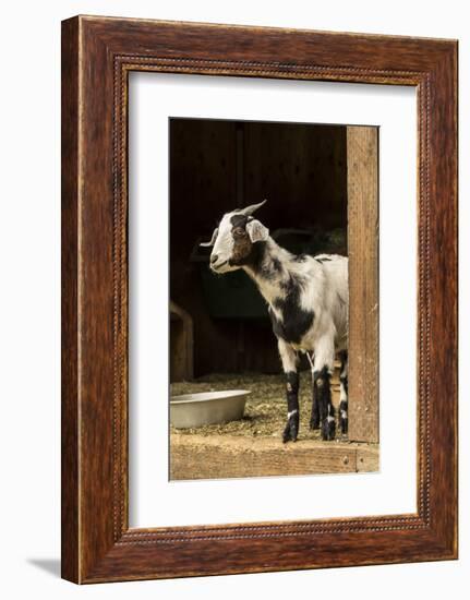 Issaquah, WA. Adult doe mixed breed goat looking out from the barn.-Janet Horton-Framed Photographic Print