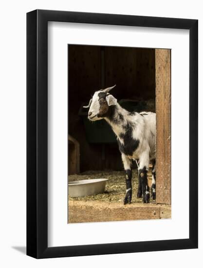 Issaquah, WA. Adult doe mixed breed goat looking out from the barn.-Janet Horton-Framed Photographic Print