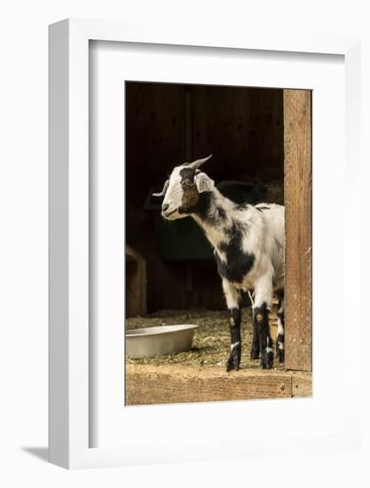 Issaquah, WA. Adult doe mixed breed goat looking out from the barn.-Janet Horton-Framed Photographic Print