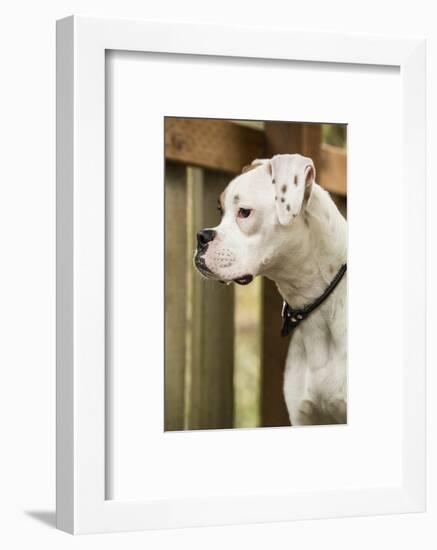 Issaquah, WA. Boxer puppy standing in a backyard playground playset.-Janet Horton-Framed Photographic Print